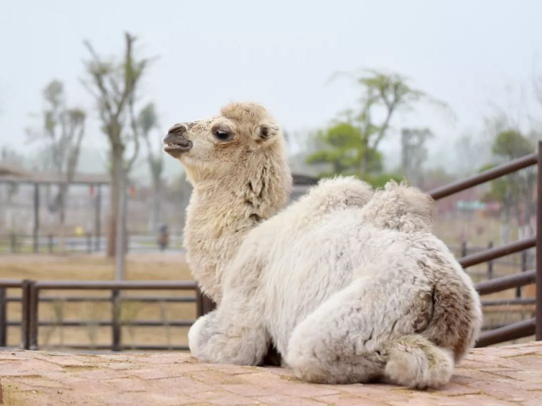 推薦宿州野生動物園熊貓館正式開放