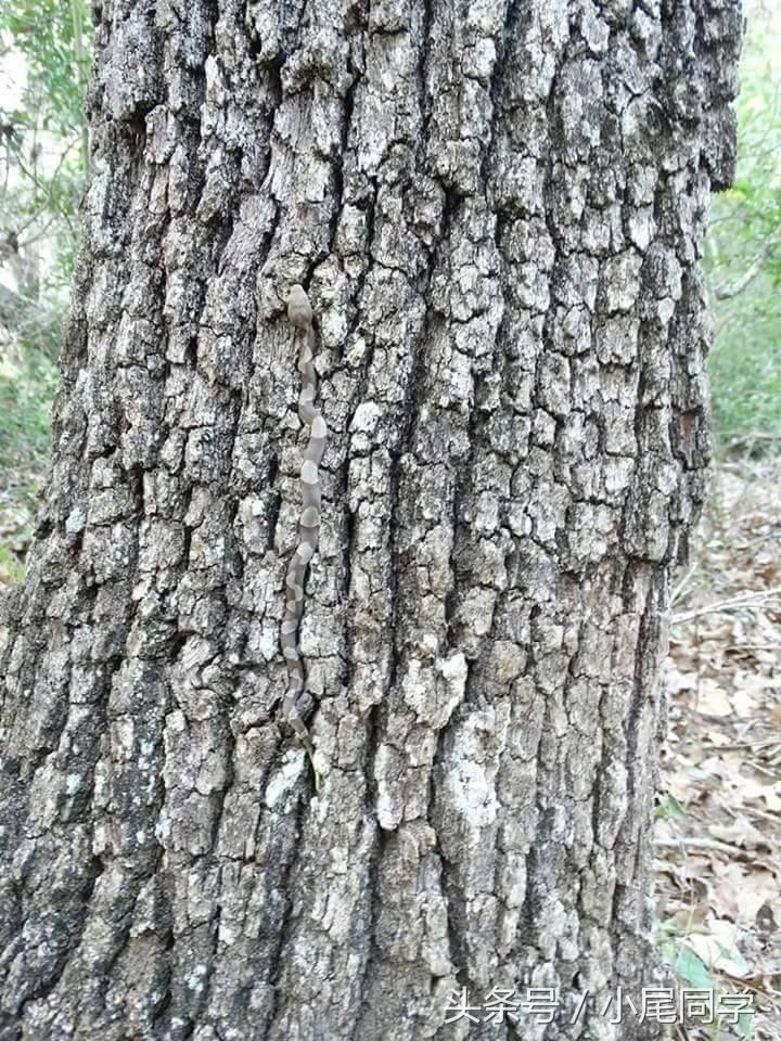 9張風景照片每張都有動物隱藏其中