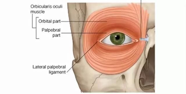 眼轮匝肌_眼轮匝肌跳动