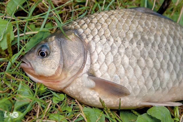 快看鲫鱼界的新宠,白金丰产鲫来啦!