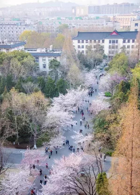 南京林業大學