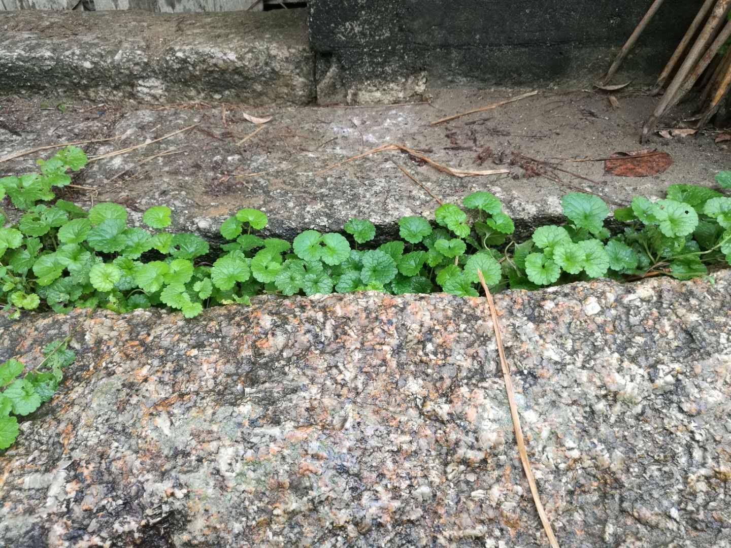 农村墙角下不起眼的植物名叫活血丹落地金钱你认识吗