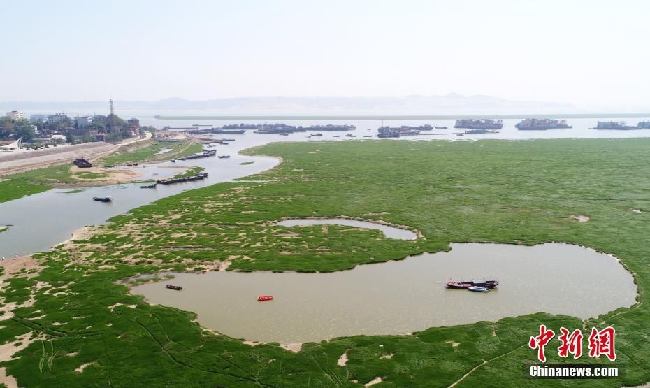 中國最大淡水湖鄱陽湖水位下降 變身