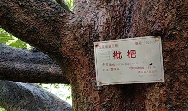 通山有棵批杷树树幅直径约10米，树龄超150岁！ 楚天都市报5月22日讯（记者周鹏 通讯_傻大方
