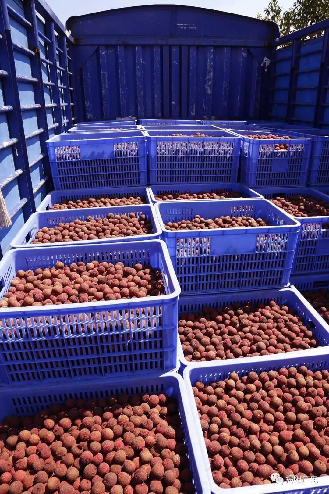 日啖荔枝三百吨揭阳这个"大胃王"不得了!果农们不用愁啦!