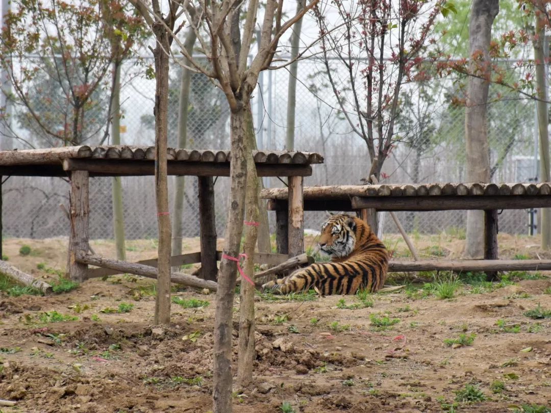 推薦宿州野生動物園熊貓館正式開放