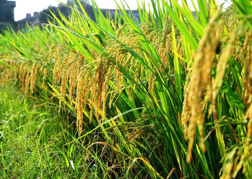 我国成功种出2米高"巨人稻",袁隆平:以后吃不完了也不要浪费!