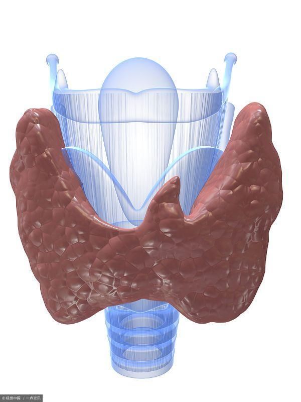 甲狀腺在脖頸前正中部位,形狀像一隻翩翩起舞的蝴蝶,緊貼在氣管前方.
