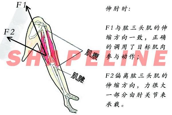 沒有掌握肱三頭肌的發力方式,怪不得你毫無進步!