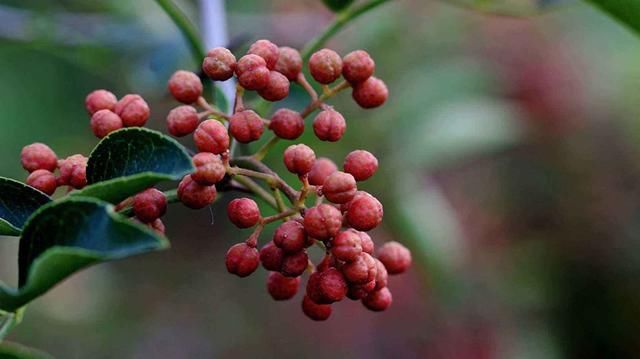 無刺花椒苗 獅子頭花椒苗 黃蓋花椒苗 南強一號花椒苗