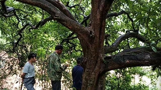 通山有棵批杷树树幅直径约10米，树龄超150岁！ 楚天都市报5月22日讯（记者周鹏 通讯_傻大方